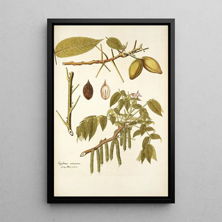 Nikolaus Joseph Freiherr von Jacquin - Juglans cinerea.webp