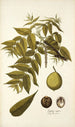 Juglans nigra - Nikolaus Joseph Freiherr von Jacquin — näkymä teoksesta