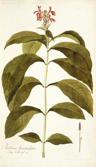 Nikolaus Joseph Freiherr von Jacquin - Justicia bracteolata.webp