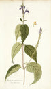 Justicia caracasana - Nikolaus Joseph Freiherr von Jacquin — näkymä teoksesta