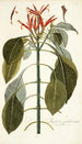 Justicia pulcherrima - Nikolaus Joseph Freiherr von Jacquin — näkymä teoksesta