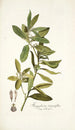 Kiggelaria integrifolia - Nikolaus Joseph Freiherr von Jacquin — näkymä teoksesta