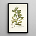 Kiggelaria integrifolia - Nikolaus Joseph Freiherr von Jacquin — kehystetty taideteos seinällä