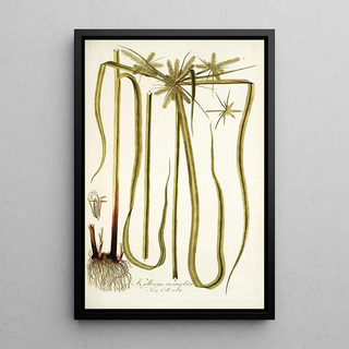 Nikolaus Joseph Freiherr von Jacquin - Kylinga incompleta.webp