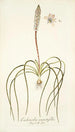 Lachenalia angustifolia - Nikolaus Joseph Freiherr von Jacquin — näkymä teoksesta