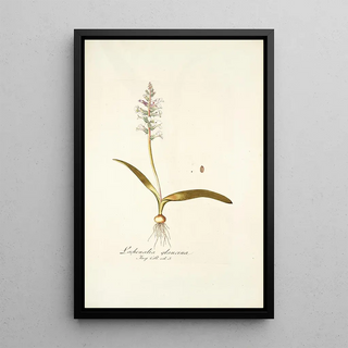 Nikolaus Joseph Freiherr von Jacquin - Lachenalia glaucina.webp