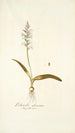 Lachenalia glaucina - Nikolaus Joseph Freiherr von Jacquin — näkymä teoksesta