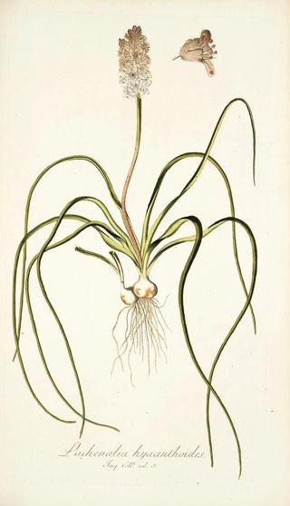 Nikolaus Joseph Freiherr von Jacquin - Lachenalia hyacinthoides.webp