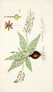 Lachenalia lanceaefolia - Nikolaus Joseph Freiherr von Jacquin — näkymä teoksesta
