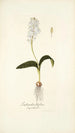 Lachenalia liliflora - Nikolaus Joseph Freiherr von Jacquin — näkymä teoksesta