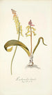 Lachenalia luteola - Nikolaus Joseph Freiherr von Jacquin — näkymä teoksesta