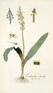 Lachenalia orchioides - Nikolaus Joseph Freiherr von Jacquin — näkymä teoksesta