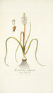 Lachenalia orthopetala - Nikolaus Joseph Freiherr von Jacquin — näkymä teoksesta