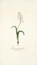 Lachenalia patula - Nikolaus Joseph Freiherr von Jacquin — näkymä teoksesta
