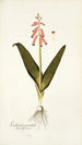Lachenalia pendula - Nikolaus Joseph Freiherr von Jacquin — näkymä teoksesta