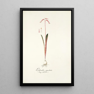 Nikolaus Joseph Freiherr von Jacquin - Lachenalia punctata.webp