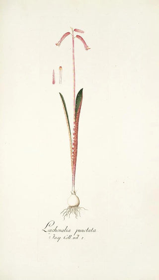 Nikolaus Joseph Freiherr von Jacquin - Lachenalia punctata.webp