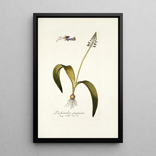 Nikolaus Joseph Freiherr von Jacquin - Lachenalia purpurea.webp