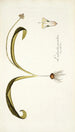 Lachenalia pustulata - Nikolaus Joseph Freiherr von Jacquin — näkymä teoksesta