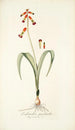 Lachenalia quadricolor - Nikolaus Joseph Freiherr von Jacquin — näkymä teoksesta