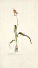 Lachenalia tricolor - Nikolaus Joseph Freiherr von Jacquin — näkymä teoksesta