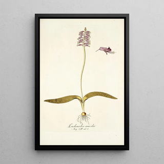 Nikolaus Joseph Freiherr von Jacquin - Lachenalia unicolor.webp