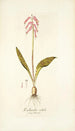 Lachenalia rubida - Nikolaus Joseph Freiherr von Jacquin — näkymä teoksesta