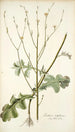 Lactuca intubacea - Nikolaus Joseph Freiherr von Jacquin — näkymä teoksesta