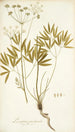 Laserpitium peucedanoides - Nikolaus Joseph Freiherr von Jacquin — näkymä teoksesta