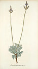 Lavandula pinnata - Nikolaus Joseph Freiherr von Jacquin — näkymä teoksesta