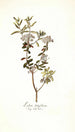 Ledum latifolium - Nikolaus Joseph Freiherr von Jacquin — näkymä teoksesta