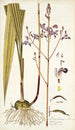 Limodorum tuberosum - Nikolaus Joseph Freiherr von Jacquin — näkymä teoksesta