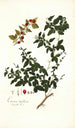 Limonia trifoliata - Nikolaus Joseph Freiherr von Jacquin — näkymä teoksesta