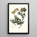 Limonia trifoliata - Nikolaus Joseph Freiherr von Jacquin — kehystetty taideteos seinällä