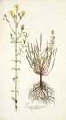 Linum africanum - Nikolaus Joseph Freiherr von Jacquin — näkymä teoksesta