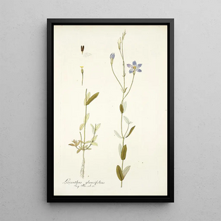 Nikolaus Joseph Freiherr von Jacquin - Lisianthus glaucifolius.webp