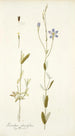 Lisianthus glaucifolius - Nikolaus Joseph Freiherr von Jacquin — näkymä teoksesta