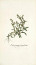 Lithospermum tenuiflorum - Nikolaus Joseph Freiherr von Jacquin — näkymä teoksesta