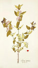 Lonicera tartarica - Nikolaus Joseph Freiherr von Jacquin — näkymä teoksesta