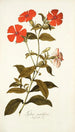 Lychnis grandiflora - Nikolaus Joseph Freiherr von Jacquin — näkymä teoksesta