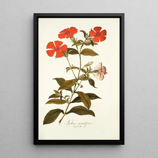 Nikolaus Joseph Freiherr von Jacquin - Lychnis grandiflora.webp