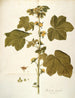 Malachea alceaefolia - Nikolaus Joseph Freiherr von Jacquin — näkymä teoksesta
