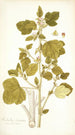 Malachra fasciata - Nikolaus Joseph Freiherr von Jacquin — näkymä teoksesta