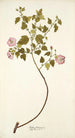 Malva balsamica - Nikolaus Joseph Freiherr von Jacquin — näkymä teoksesta