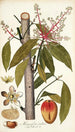 Mangifera indica - Nikolaus Joseph Freiherr von Jacquin — näkymä teoksesta