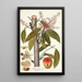 Mangifera indica - Nikolaus Joseph Freiherr von Jacquin — kehystetty taideteos seinällä
