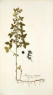 Medicago carstiensis - Nikolaus Joseph Freiherr von Jacquin — näkymä teoksesta