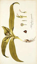 Melanthium eucomoides - Nikolaus Joseph Freiherr von Jacquin — näkymä teoksesta