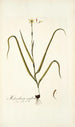 Melanthium uniflorum - Nikolaus Joseph Freiherr von Jacquin — näkymä teoksesta