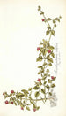 Mesembryanthemum cordifolium - Nikolaus Joseph Freiherr von Jacquin — näkymä teoksesta